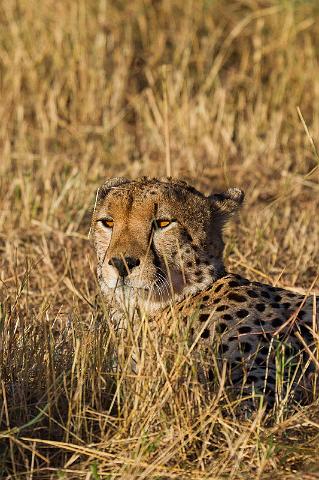 093 Tanzania, N-Serengeti, jachtluipaard.jpg